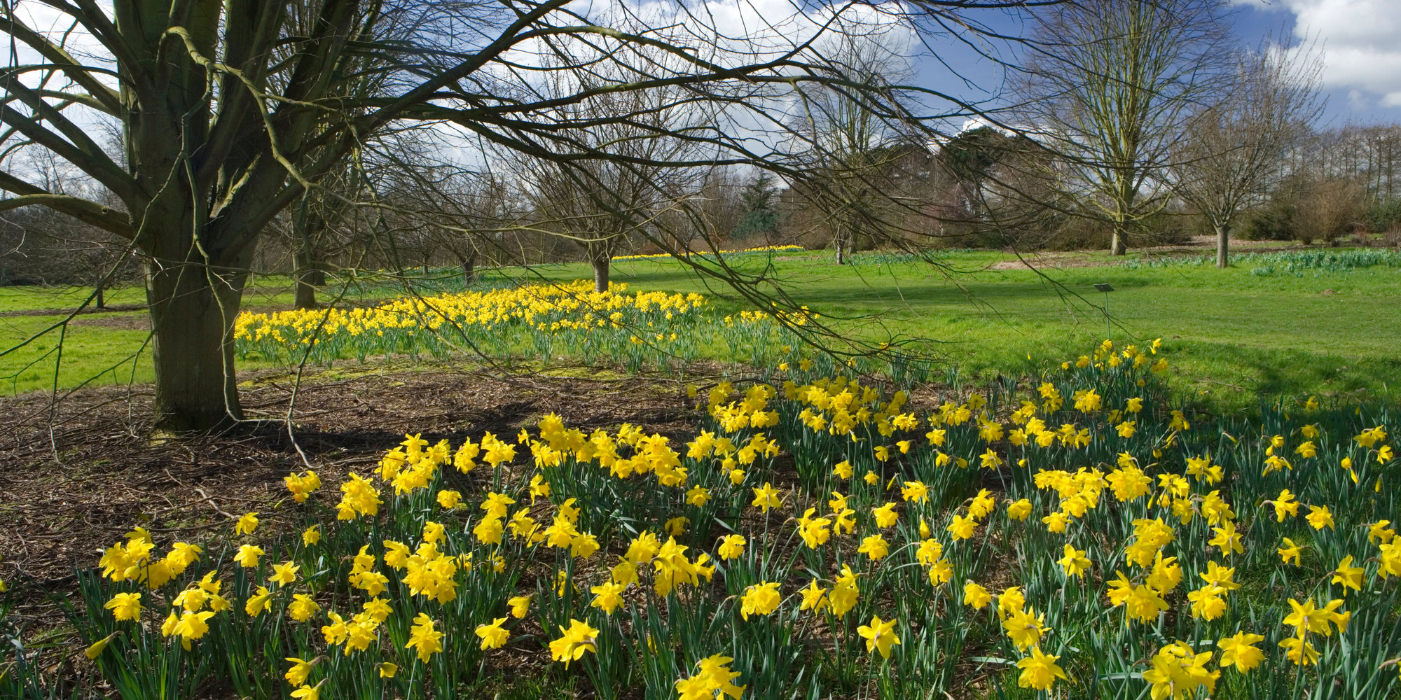 Daffodils at Wisley Garden, Surrey, UK