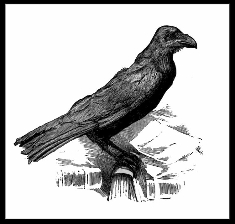 Charles Dickens' pet raven, 'Grip'